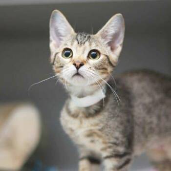 Ashen -  Domestic Short Hair Cat for Adoption in Atlanta, Georgia - Ashen | PetCurious