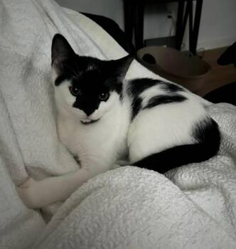 Goose & Guppy -  American Shorthair Cat for Adoption in Essex, Maryland - Goose & Guppy | PetCurious