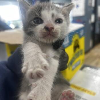 Peach -  Domestic Short Hair Cat for Adoption in Newark, New Jersey - Peach | PetCurious
