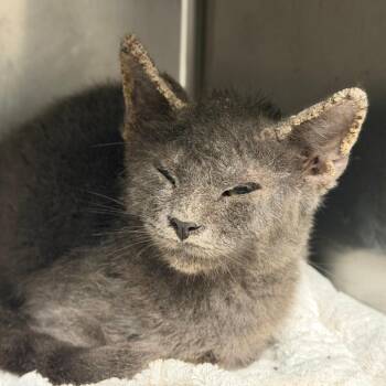 King Diamond -  Domestic Short Hair Cat for Adoption in Los Angeles, California - King Diamond | PetCurious