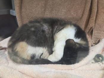 Madam Scrungly -  Domestic Short Hair Cat for Adoption in Kansas City, Missouri - Madam Scrungly | PetCurious