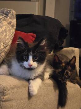 Cannoli -  Domestic Medium Hair Cat for Adoption in Liverpool, Texas - Cannoli | PetCurious