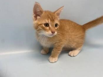 Mr. Cheddar -  Domestic Medium Hair and Domestic Short Hair Cat for Adoption in Golden Valley, Minnesota - Mr. Cheddar | PetCurious