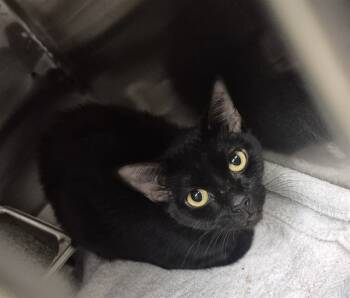 Rescue Domestic Short Hair Cats for Adoption in Decatur, Illinois - JUDY | PetCurious