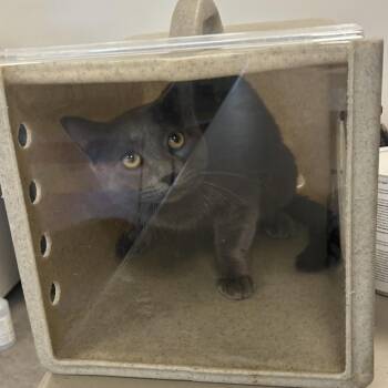 Domestic Short Hair Cats Available for Adoption - Wag | PetCurious