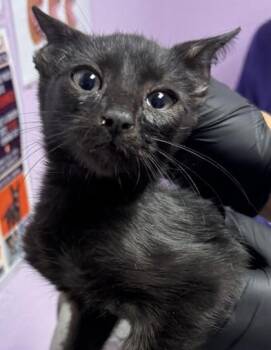 61531821 -  Domestic Short Hair Cat for Adoption in El Paso, Texas - 61531821 | PetCurious
