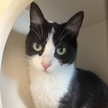 Rescue Domestic Short Hair Cats for Adoption in South Elgin, Illinois - Robin | PetCurious