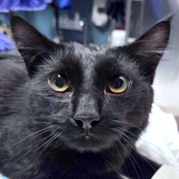 Saturn -  Domestic Medium Hair Cat for Adoption in Providence, Rhode Island - Saturn | PetCurious