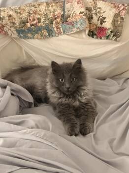 Domestic Long Hair Cats Available for Adoption in Wheaton, Illinois - Tinsel | PetCurious
