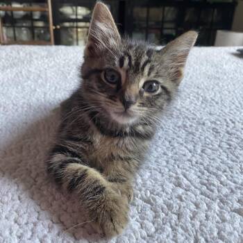 Algernon -  Domestic Short Hair Cat for Adoption in Bend, Oregon - Algernon | PetCurious