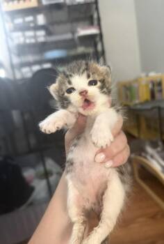 American Shorthair Cats Available for Adoption in Paulina, Louisiana - Tito | PetCurious