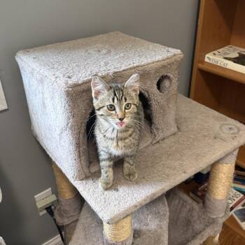 Cayenne -  Tabby Cat for Adoption in Blaine, Minnesota - Cayenne | PetCurious