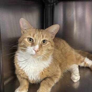 Milo -  Domestic Short Hair Cat for Adoption in Braintree, Massachusetts - Milo | PetCurious