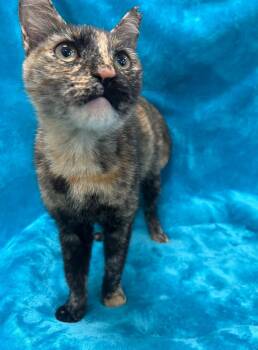 Domestic Short Hair Cats Available for Adoption in Denham Springs, Louisiana - Bread Stick | PetCurious