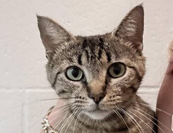 Domestic Short Hair Cats Available for Adoption in Columbus, Indiana - Cleocattra | PetCurious