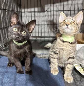 Carson & Banjo -  Domestic Short Hair Cat for Adoption in Westfield, Massachusetts - Carson & Banjo | PetCurious