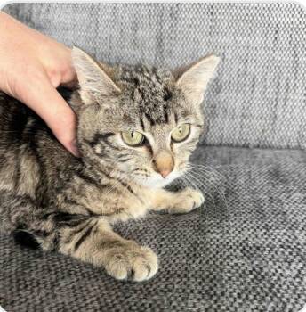 Domestic Medium Hair Cats Available for Adoption - Cleopatra | PetCurious