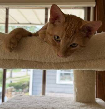 Arthur Dent -  Domestic Short Hair Cat for Adoption in Kenosha, Wisconsin - Arthur Dent | PetCurious