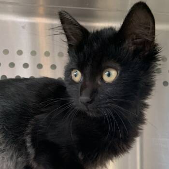 Rescue Domestic Long Hair Cats for Adoption in Washburn, Missouri - Freddy Cougar | PetCurious