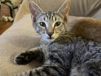 Domestic Short Hair Cats Available for Adoption - Tank Spruce | PetCurious