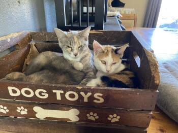 Rescue Domestic Short Hair Cats for Adoption in Albany, Wisconsin - Daiquiri | PetCurious