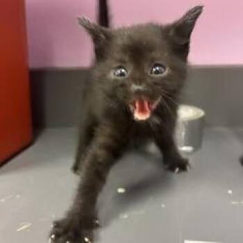 Lily -  Domestic Short Hair Cat for Adoption in Cedar Rapids, Iowa - Lily | PetCurious