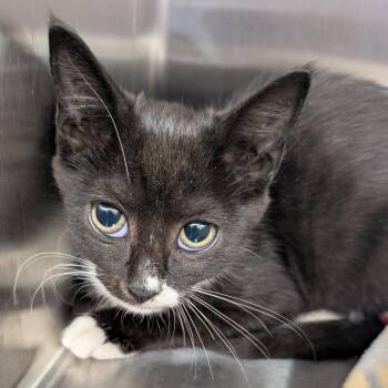 Impreza -  Domestic Short Hair Cat for Adoption in Morganton, North Carolina - Impreza | PetCurious