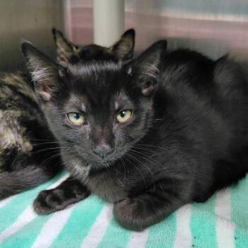 Aura -  Domestic Short Hair Cat for Adoption in Philadelphia, Pennsylvania - Aura | PetCurious