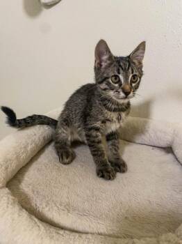 Bow -  Domestic Short Hair Cat for Adoption in San Antonio, Texas - Bow | PetCurious