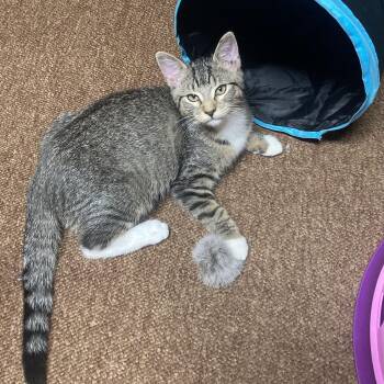 Rescue Domestic Short Hair Cats for Adoption in Portland, Oregon - Willa | PetCurious