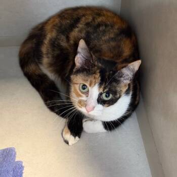 Rescue Domestic Short Hair Cats for Adoption in Summerville, South Carolina - Reese | PetCurious