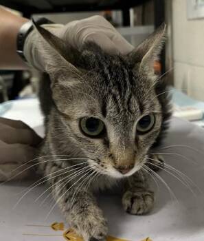 Rescue Domestic Short Hair Cats for Adoption in Pensacola, Florida - ZIMA | PetCurious