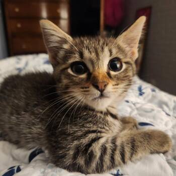 Mentos-C -  Domestic Short Hair Cat for Adoption in East St. Louis, Illinois - Mentos-C | PetCurious