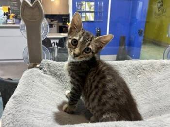 Cleopatra -  Domestic Medium Hair and Domestic Short Hair Cat for Adoption in New Orleans, Louisiana - Cleopatra | PetCurious