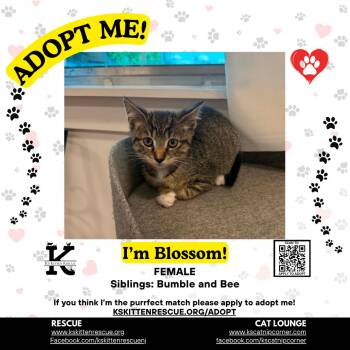 Blossom -  Domestic Short Hair Cat for Adoption in OSBORNVILLE, New Jersey - Blossom | PetCurious