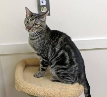 Domestic Short Hair Cats Available for Adoption in Mansfield, Massachusetts - Lux | PetCurious