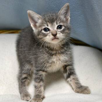 BAC-A-142112 -  Domestic Short Hair Cat for Adoption in Beaumont, Texas - BAC-A-142112 | PetCurious