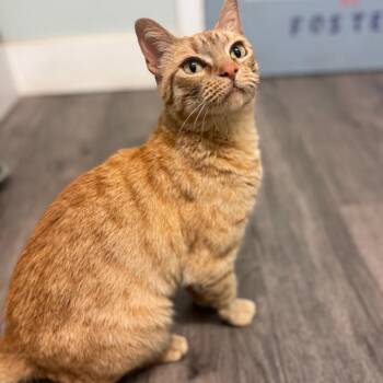 Domestic Short Hair Cats Available for Adoption in Brownsboro, Alabama - Gingey | PetCurious