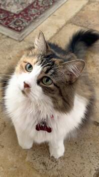Molly -  Domestic Long Hair Cat for Adoption in Lake Monroe, Florida - Molly | PetCurious