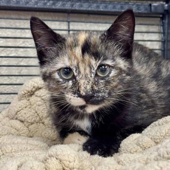 Posh -  Domestic Short Hair and Tortoiseshell Cat for Adoption in Winchendon, Massachusetts - Posh | PetCurious