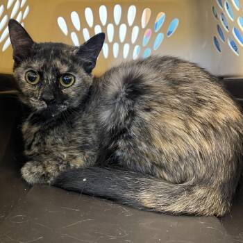 Domestic Short Hair Cats Available for Adoption in Clearwater, Florida - Runt | PetCurious
