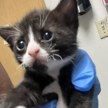 Solay -  Domestic Short Hair Cat for Adoption in Philadelphia, Pennsylvania - Solay | PetCurious