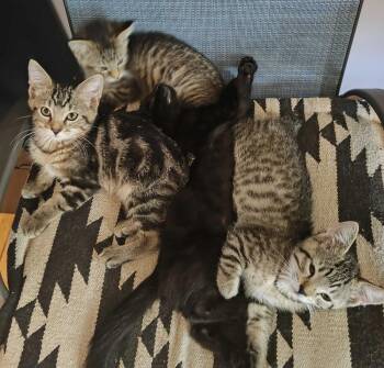 Brutus -  Domestic Short Hair Cat for Adoption in Topeka, Kansas - Brutus | PetCurious