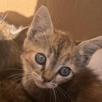 Elain -  Domestic Short Hair Cat for Adoption in Los Angeles, California - Elain | PetCurious