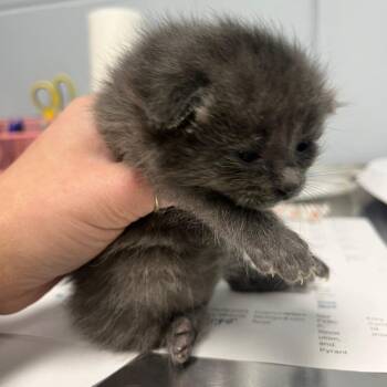 Dolly Madison -  Domestic Short Hair Cat for Adoption in Indianapolis, Indiana - Dolly Madison | PetCurious