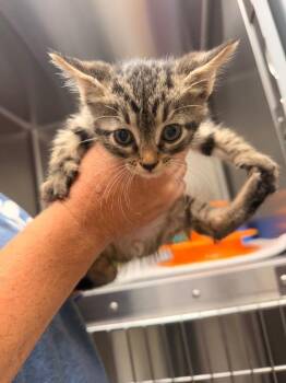 Augie -  Domestic Short Hair Cat for Adoption in Lake City, Arkansas - Augie | PetCurious