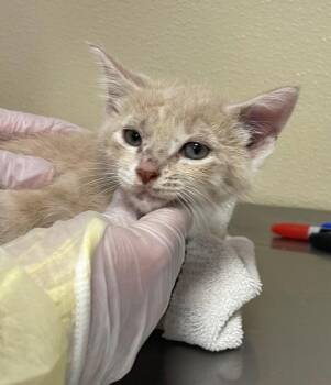 Domestic Medium Hair Cats Available for Adoption in Vancouver, Washington - Auken | PetCurious