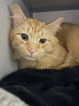 SEBASTIAN -  Domestic Medium Hair Cat for Adoption in Aliquippa, Pennsylvania - SEBASTIAN | PetCurious