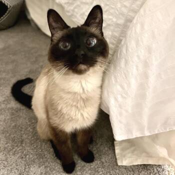 Kinoko -  Siamese Cat for Adoption in Morgan Hill, California - Kinoko | PetCurious