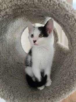 EDDIE -  Domestic Short Hair Cat for Adoption in St. Peters, Missouri - EDDIE | PetCurious